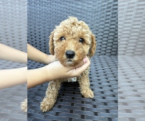 Medium Poodle (Toy)
