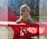 Small Photo #12 Goldendoodle Puppy For Sale in ATHENS, TN, USA