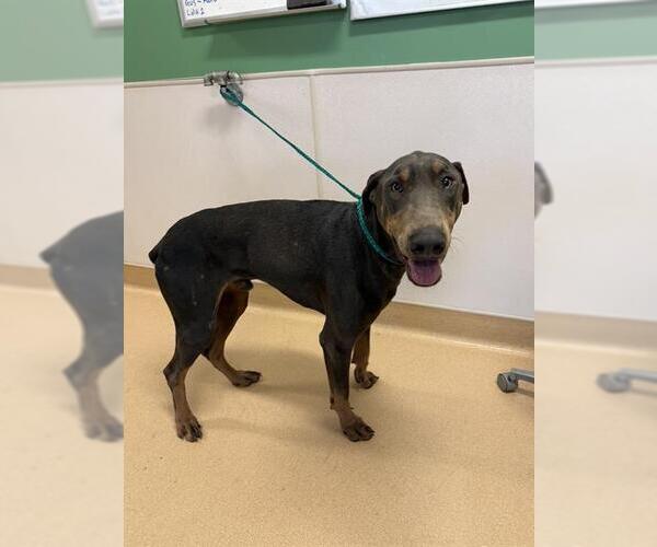 Medium Photo #1 Doberman Pinscher Puppy For Sale in Placerville, CA, USA