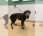 Small Doberman Pinscher