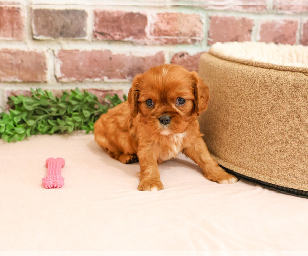 Medium Photo #5 Cavalier King Charles Spaniel Puppy For Sale in SYRACUSE, IN, USA