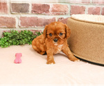 Small #4 Cavalier King Charles Spaniel