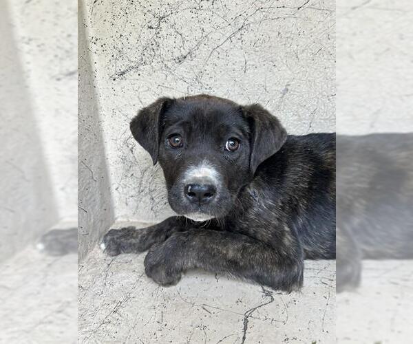 Medium Photo #1 Mutt Puppy For Sale in Oklahoma City, OK, USA