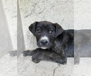 Mutt Dogs for adoption in Oklahoma City, OK, USA