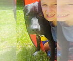 Small #16 American Pit Bull Terrier-German Shepherd Dog Mix
