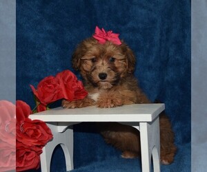 Yorkshire Terrier Puppy for sale in BARNESVILLE, KS, USA