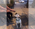 Small #2 American Pit Bull Terrier Mix