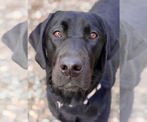 Labrador Retriever-Unknown Mix Dogs for adoption in West Cornwall, CT, USA