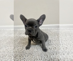 Medium French Bulldog