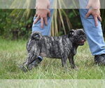 Small #5 Pug