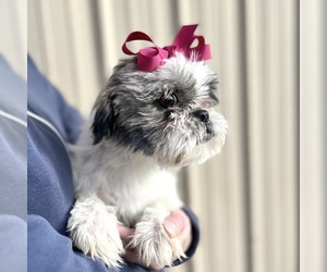Mother of the ShihPoo puppies born on 07/27/2025
