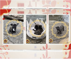 French Bulldog Puppy for sale in ATHENS, GA, USA