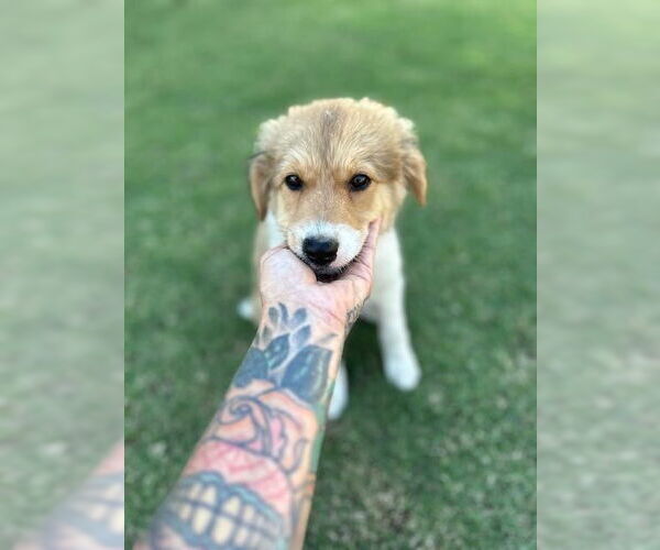 Medium Photo #3 Border Collie Puppy For Sale in Paso Robles, CA, USA