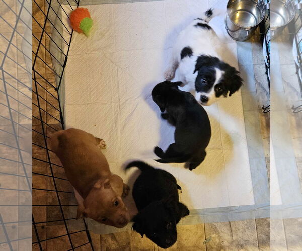 Medium Photo #20 Golden Retriever-Unknown Mix Puppy For Sale in Columbus, IN, USA
