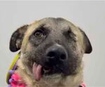 Small #2 German Shepherd Dog Mix
