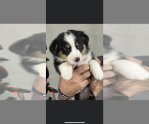Aussie-Corgi Puppy for sale in GROESBECK, TX, USA