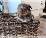 Small Photo #3 Australian Shepherd Puppy For Sale in SPRINGDALE, WA, USA