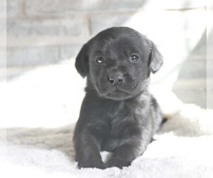Labrador Retriever Puppy for Sale in STANLEY, New York USA