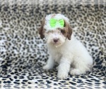 Small #7 Poodle (Miniature)