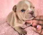 Small #10 French Bulldog