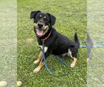 Small #5 Rottweiler