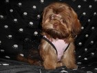 Small Photo #1 Shih Tzu Puppy For Sale in WEST CHICAGO, IL, USA