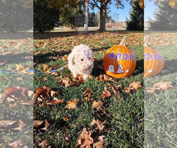 Medium Photo #7 Bichon Frise Puppy For Sale in Mukwonago, WI, USA