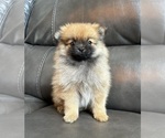Small #3 Pomeranian