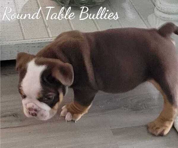 Medium Photo #6 English Bulldog Puppy For Sale in GULF BREEZE, FL, USA
