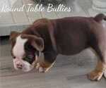 Small Photo #6 English Bulldog Puppy For Sale in GULF BREEZE, FL, USA