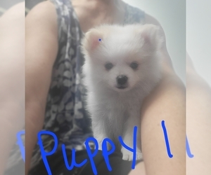 Pomeranian Puppy for sale in FAIRVIEW HEIGHTS, IL, USA