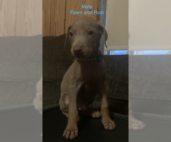 Medium Photo #6 Doberman Pinscher Puppy For Sale in HINTON, WV, USA