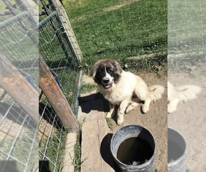 Anatolian Shepherd-Great Pyrenees Mix Dogs for adoption in BONNERS FERRY, ID, USA