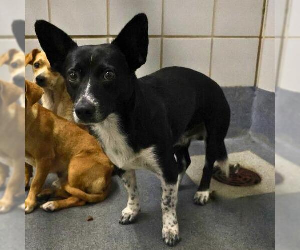 Medium Photo #1 Pembroke Welsh Corgi-Unknown Mix Puppy For Sale in San Antonio, TX, USA
