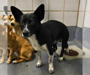Pembroke Welsh Corgi-Unknown Mix Dogs for adoption in San Antonio, TX, USA