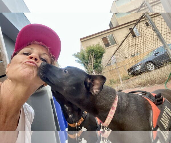 Medium Photo #5 Labrador Retriever-Unknown Mix Puppy For Sale in San Diego, CA, USA