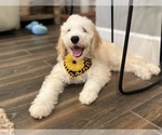 Small Photo #12 Double Doodle Puppy For Sale in PINELLAS PARK, FL, USA