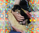Small Photo #45 Australian Shepherd-Pembroke Welsh Corgi Mix Puppy For Sale in GALLEGOS, NM, USA