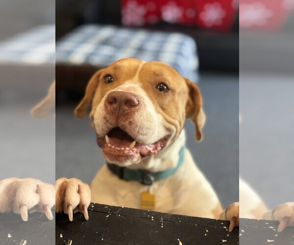 Medium Photo #2 American Pit Bull Terrier-American Staffordshire Terrier Mix Puppy For Sale in Phoenix, AZ, USA