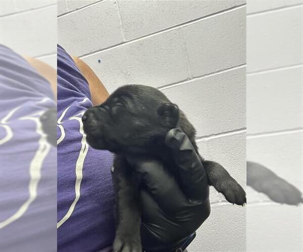Medium Photo #1 Labrador Retriever-Unknown Mix Puppy For Sale in Corpus Christi, TX, USA