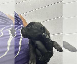 Labrador Retriever-Unknown Mix Dogs for adoption in Corpus Christi, TX, USA