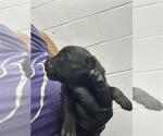 Small Labrador Retriever Mix