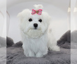 Small #2 Maltese