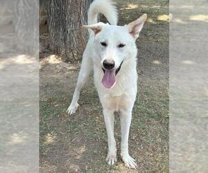 Akbash-Unknown Mix Dogs for adoption in Waco, TX, USA