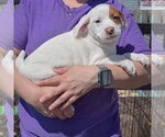 Small #1 American Staffordshire Terrier-Boston Terrier Mix