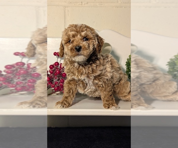 Medium Photo #47 Poodle (Miniature) Puppy For Sale in GOSHEN, IN, USA