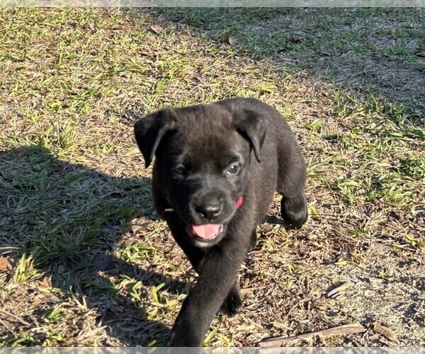 Medium Photo #36 Rotticorso Puppy For Sale in REEVESVILLE, SC, USA