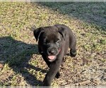 Small Photo #36 Rotticorso Puppy For Sale in REEVESVILLE, SC, USA