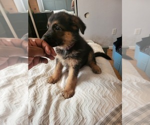 Medium German Shepherd Dog