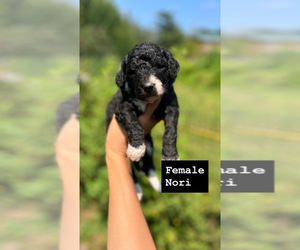 Medium Aussiedoodle